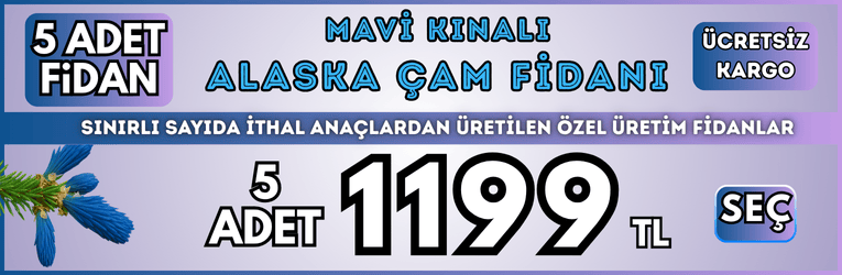 6 Adet Alman Kirazı