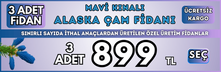 4 Adet Alman Kirazı