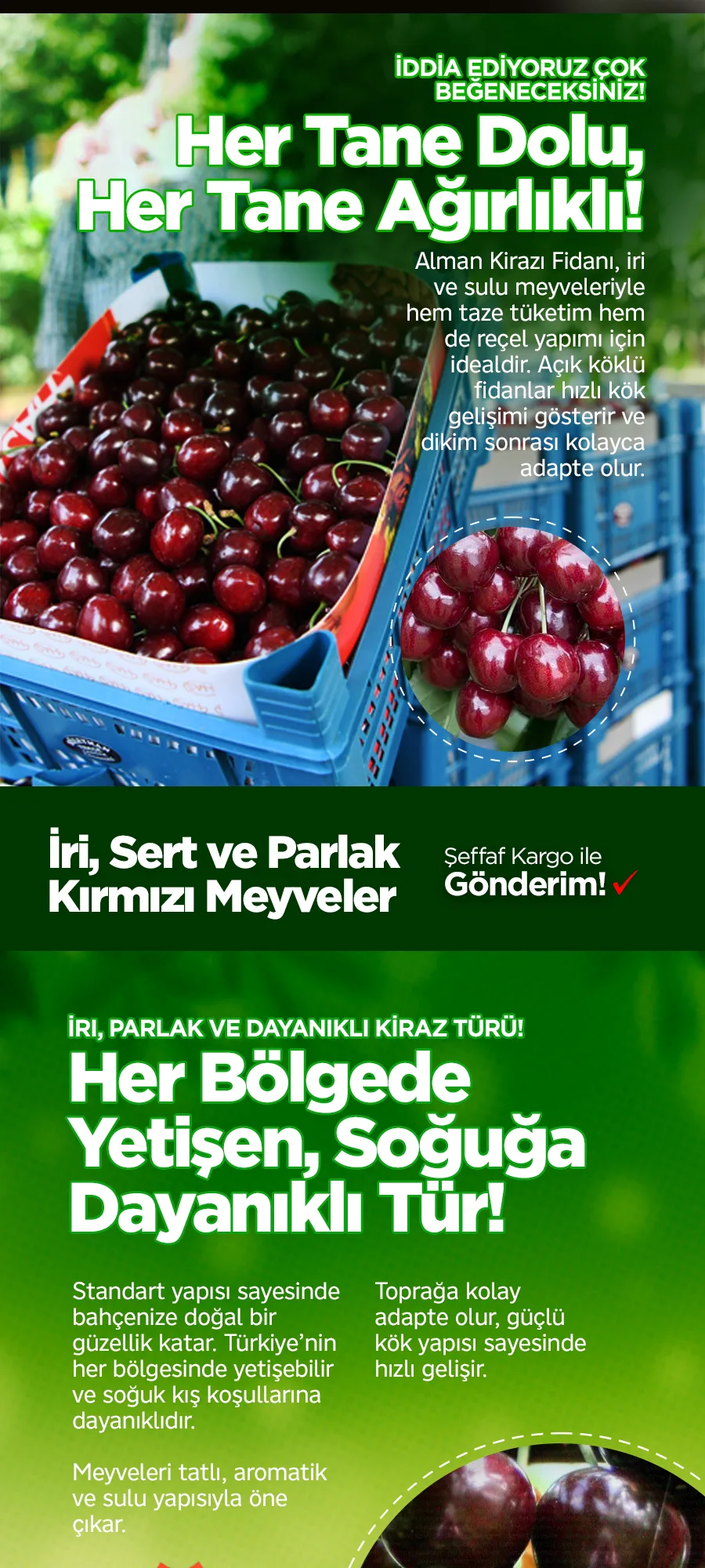 almankirazo kopya.jpg 2