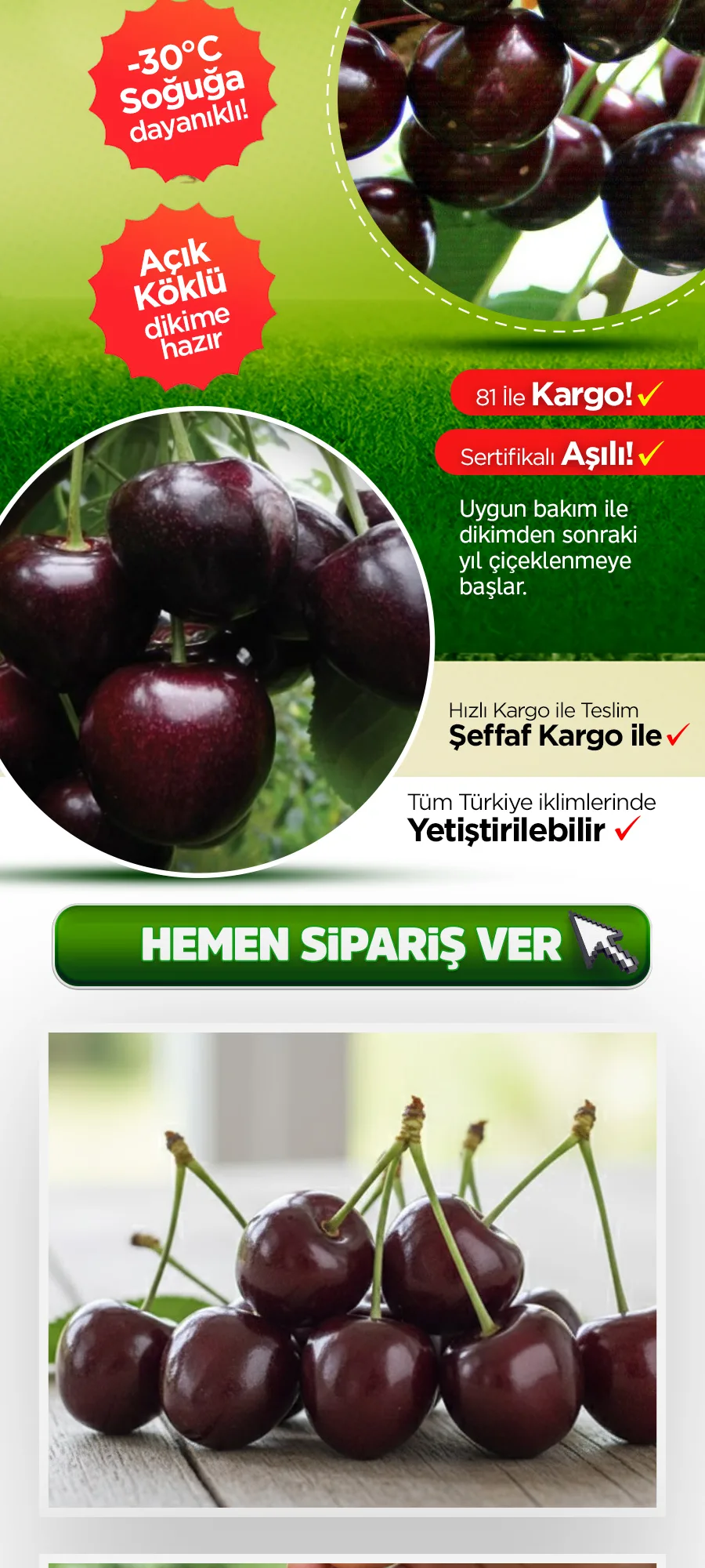 almankirazo kopya.jpg 3