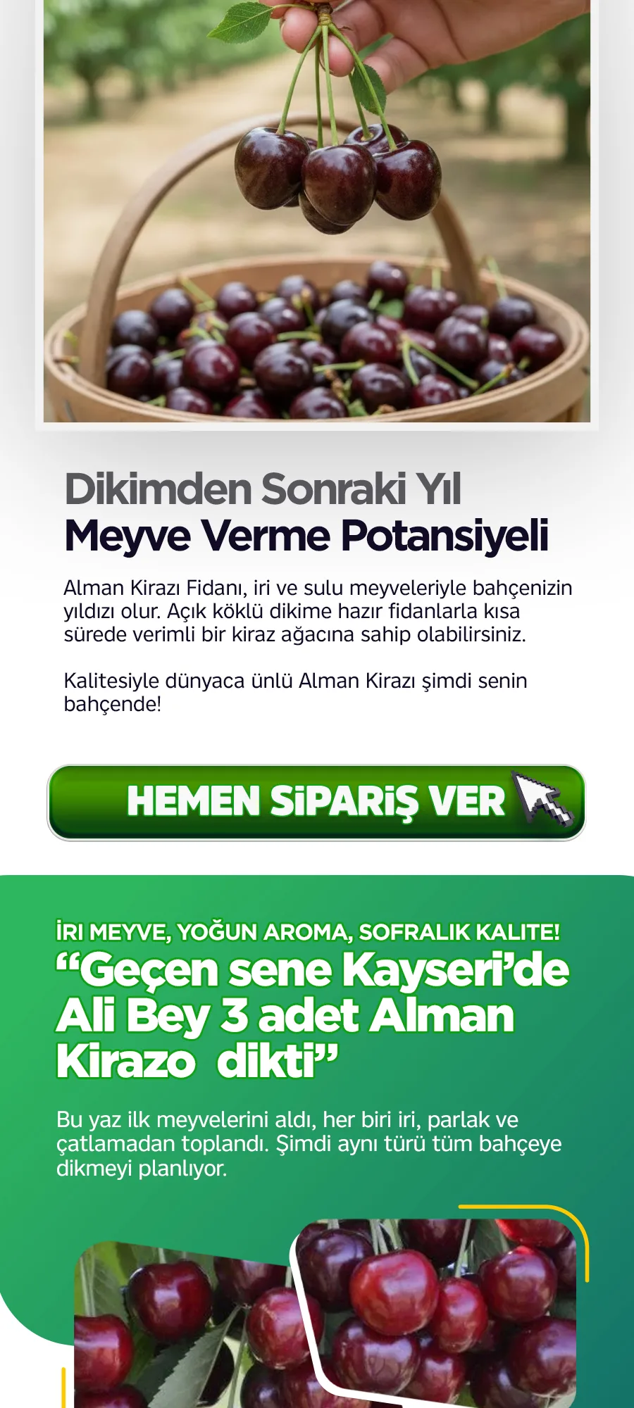 almankirazo kopya.jpg 4