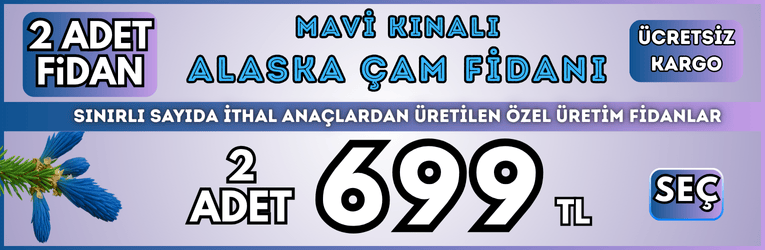 2 Adet Alman Kirazı